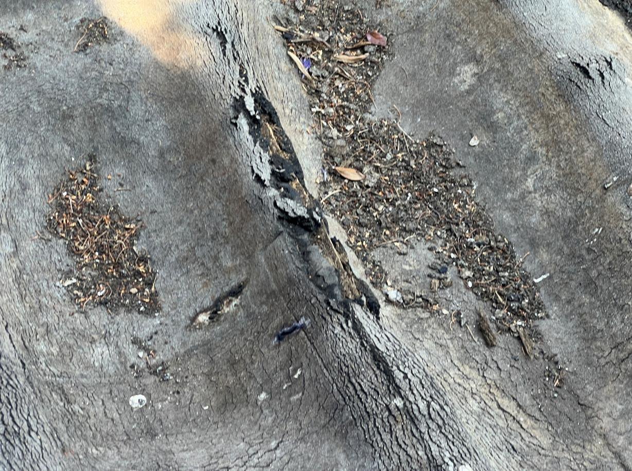 Split and surface debris in a flat-roof covering.